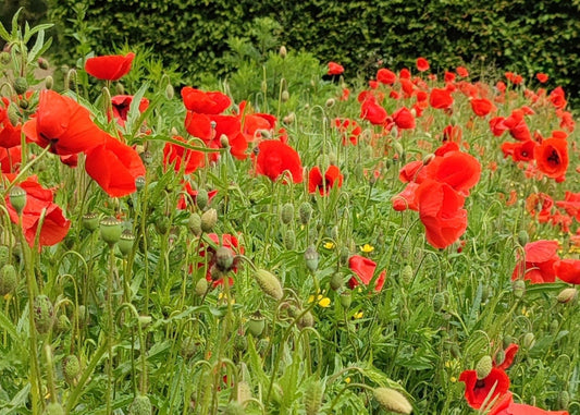 tisane de coquelicot insomnie naturelle