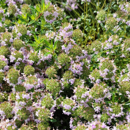 Tisane de Thym Bio – Infusion de feuilles de thym