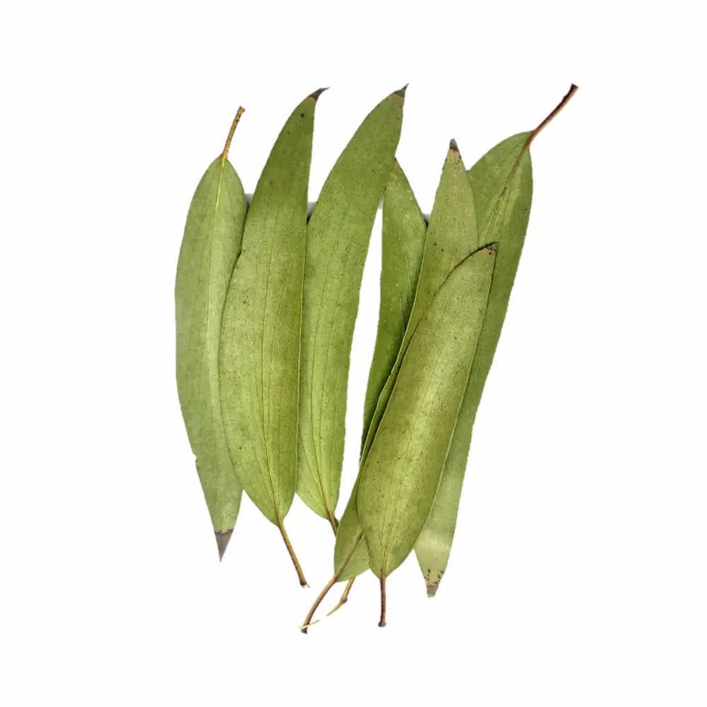 Eucalyptus (feuille) - Une infusion fraîche et dynamisante - Hellosanté -  Les tisanes d'Estelle