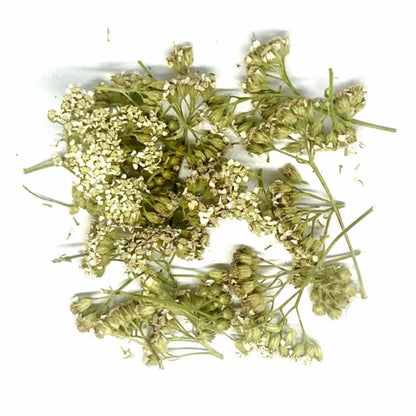 Tisane Achillée Millefeuille Bio